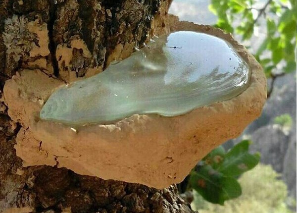 نکته خرید - نکات مهم و راهنمای خرید آدامس طبیعی